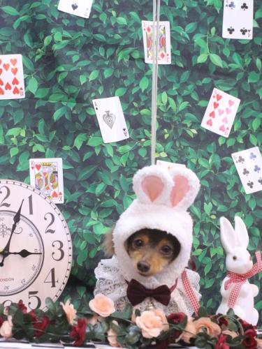 20250409ココちゃん